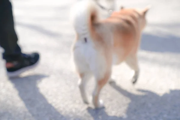 Shiba Inu Japon Köpeği Portre — Stok fotoğraf