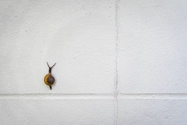 Petit Escargot Noir Brun Grimpe Sur Mur Blanc — Photo