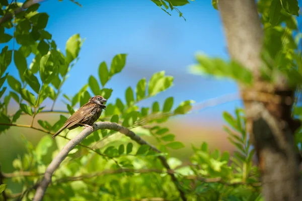 Gorrión Solitario Húmedo Verano Clima Cálido Aferran Rama Del Árbol —  Fotos de Stock