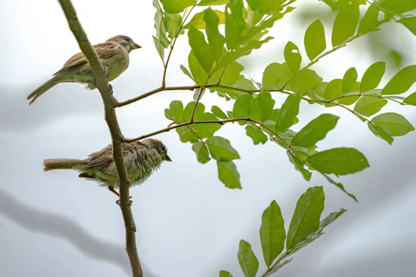 Thailandia Uccellino Passero Marrone Nel Graden Parco — Foto Stock