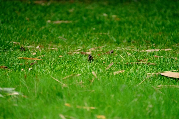 Tayland Küçük Kahverengi Serçe Kuşu Graden Park — Stok fotoğraf