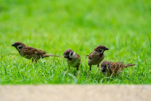 Sparrow Det Gröna Fältet — Stockfoto