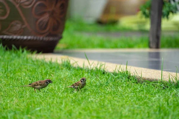 Sparrow Green Field — Stock Photo, Image