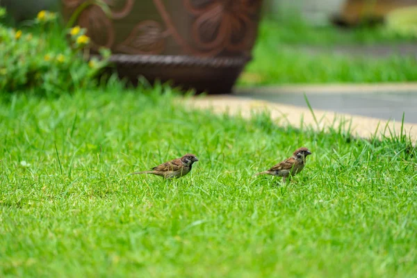 Sparrow Câmpul Verde — Fotografie, imagine de stoc