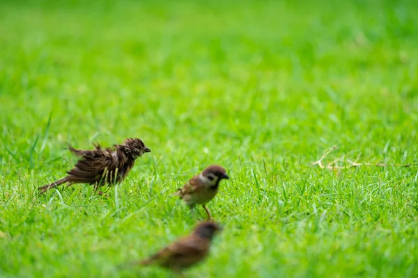 Sperling Auf Der Grünen Wiese — Stockfoto