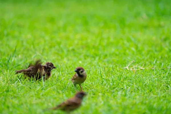 Sparrow Zelené Louce — Stock fotografie