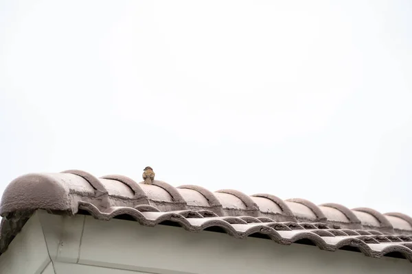 Avrasya Ağaç Serçesi Arka Çatı Yalnız Üzerinde Askıda Kalıyor — Stok fotoğraf