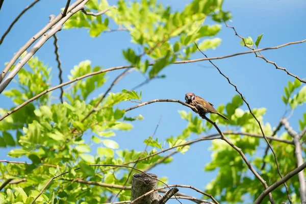One Wet Brown Sparrow Bird Hang Little Branch Blur Sky — Stock Photo, Image