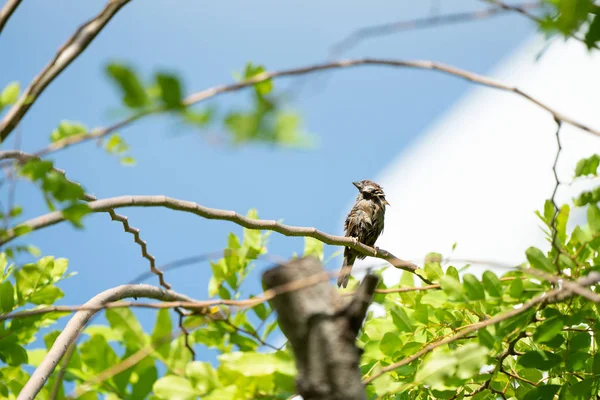 Een Natte Bruin Sparrow Vogel Hang Naar Weinig Tak Met — Stockfoto