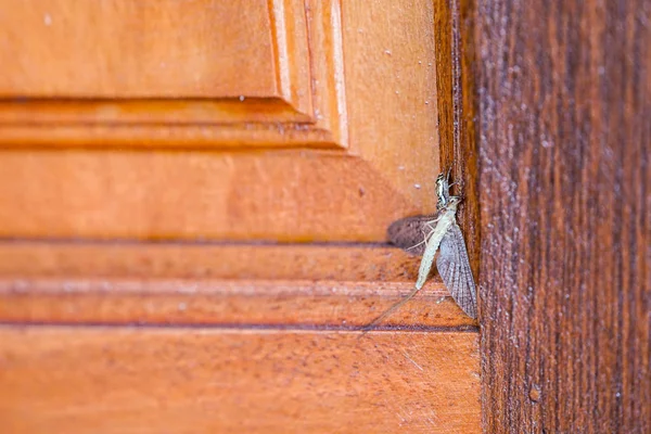 Μικρή Αράχνη Κυνηγά Ένα Μεγαλύτερο Έντομο Θύμα Στην Πόρτα — Φωτογραφία Αρχείου