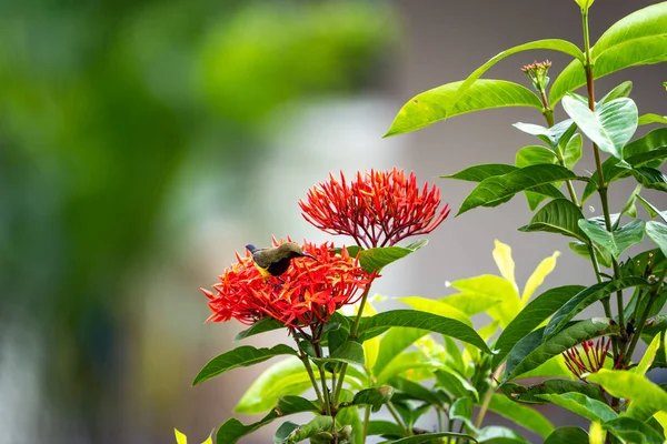 吃红穗花心皮的小鸟 — 图库照片