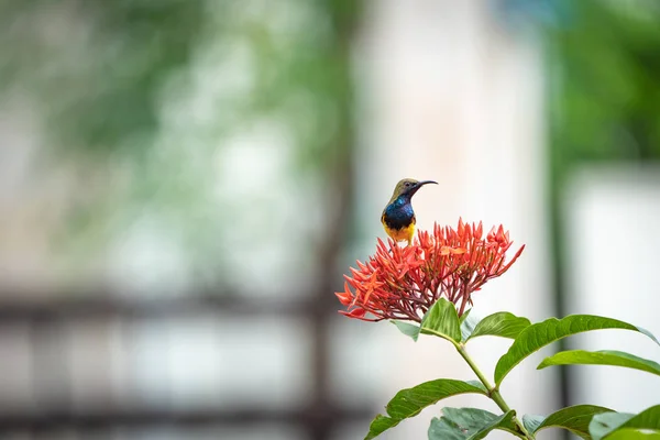 Kleiner Vogel Beim Versuch Blütensaft Roten Blütenstrauß Testen — Stockfoto