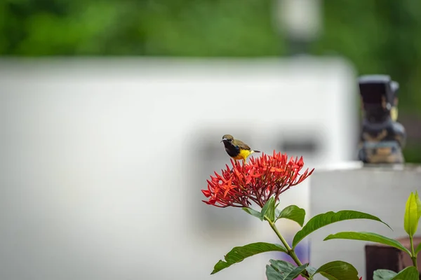 Mały Ptak Próbuje Przetestować Kwiat Sok Bukiet Czerwony Kolec — Zdjęcie stockowe
