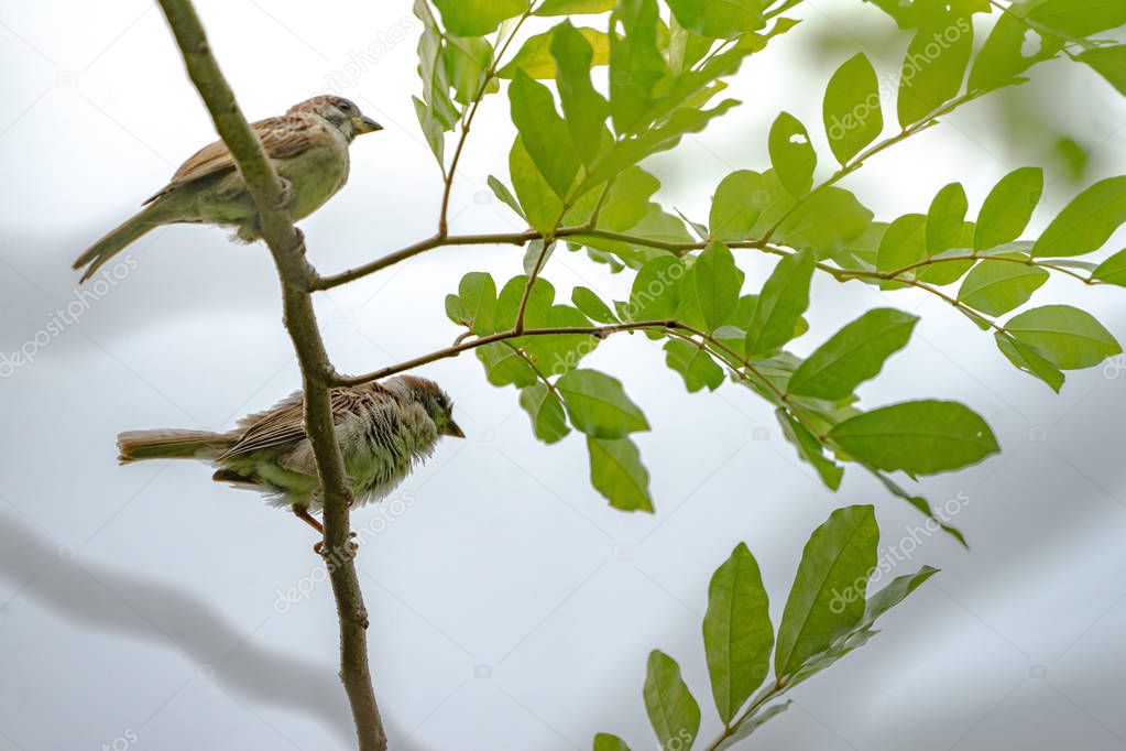Thailand little brown sparrow bird in the graden and park.