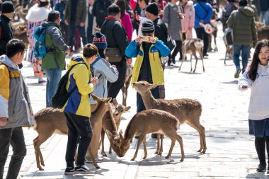 Nara, Japonya - 2 Mar 2018: insanlar (Gezgin, Tur Grup, yöre halkı, Japon halkı) eğlenceli, geyikler, Todaiji Tapınak Önü için yiyecek ya da yiyecek öğleden sonra Nara ili, beslemek için Japonya.