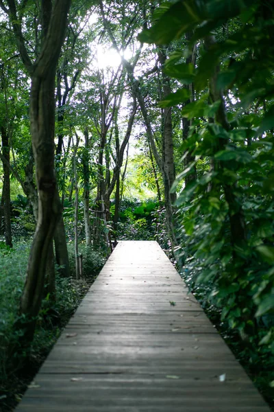 Bambou Avec Promenade Vintage Bois Dans Forêt Avec Lumière Scintillante — Photo