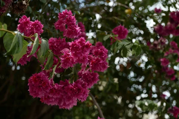 花束布干维莱饱和粉红色的花与深绿色的叶子 Bokeh — 图库照片