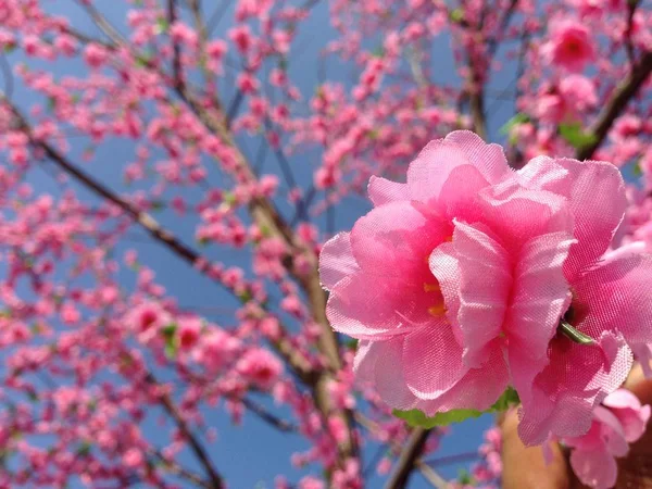 Fałszywe Sakura Blossom Wbija Suche Drzewo — Zdjęcie stockowe