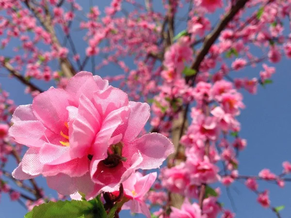 Fałszywe Sakura Blossom Wbija Suche Drzewo — Zdjęcie stockowe