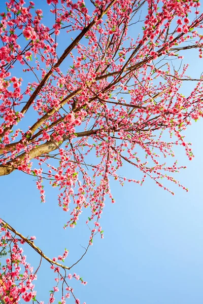 Fałszywe Sakura Blossom Wbija Suche Drzewo — Zdjęcie stockowe
