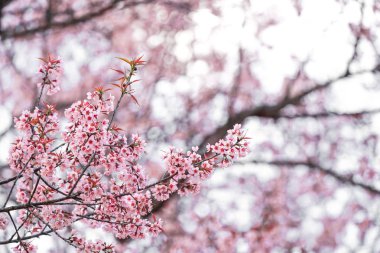 Vahşi Himalaya kiraz veya Prenus Cerasoides, ara 