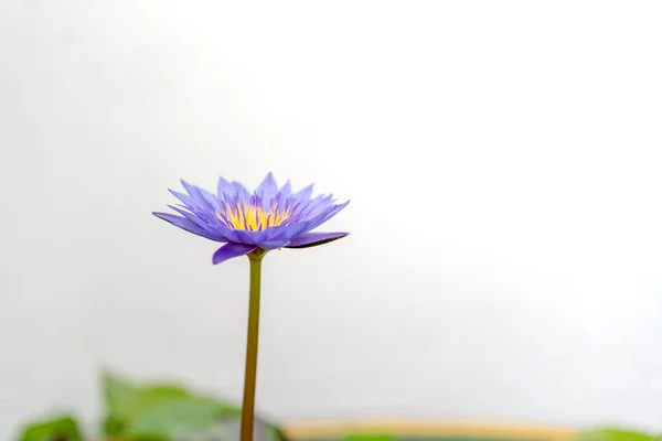 blooming purple violet, pink and yellow lotus.