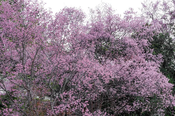 Wild Himalayan Cherry Lub Prenus Cerasoides Wywołać Nang Phaya Suar — Zdjęcie stockowe