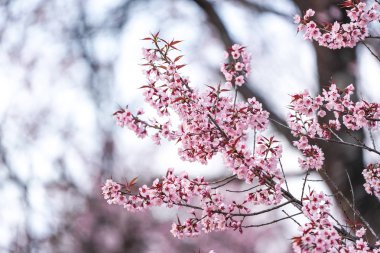 Vahşi Himalaya kiraz veya Prenus Cerasoides, ara 