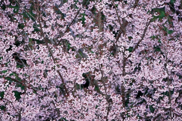 Wild Himalayan Cherry Lub Prenus Cerasoides Wywołać Nang Phaya Suar — Zdjęcie stockowe