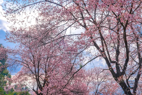 Cerezo Del Himalaya Salvaje Cerasoides Del Prenus Llaman Árbol Nang — Foto de Stock