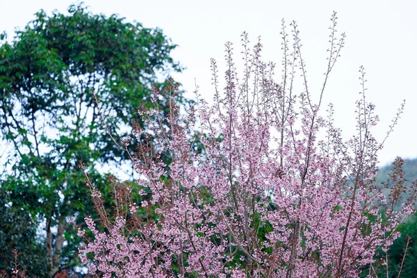 Wild Himalayan Cherry Lub Prenus Cerasoides Wywołać Nang Phaya Suar — Zdjęcie stockowe