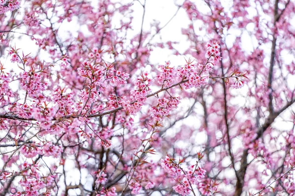 Prenus Cerasoides Nang Phaya Suar Klong Drzewa Tajlandii Wygląda Sakura — Zdjęcie stockowe