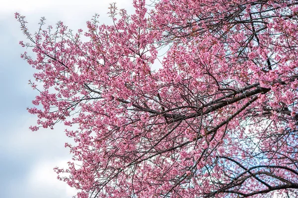 Prenus Cerasoides Nang Phaya Suar Klong Drzewa Tajlandii Wygląda Sakura — Zdjęcie stockowe