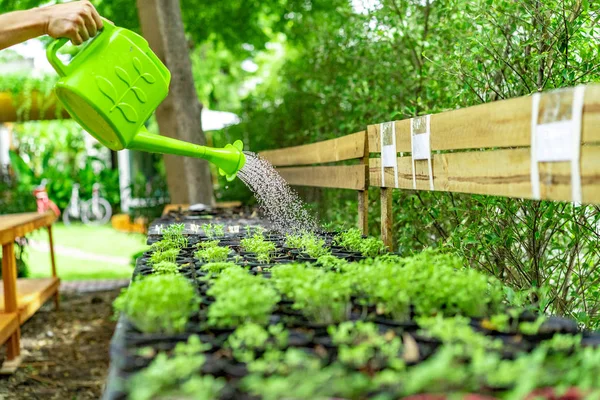 Asya elini üst üste plastik saksı fidan sulama.