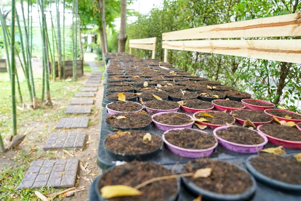 Solo Cultivo Vegetais Vaso Flores Organizar Alinhar Linha — Fotografia de Stock