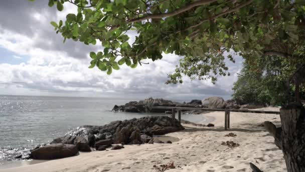 Тропічний Мигдаль Або Terminalia Катапа Лінн Пляжі Хвилею Серфінгу Рок — стокове відео