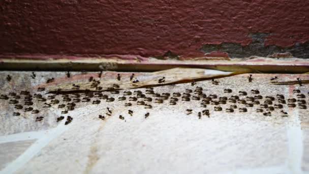 Beaucoup Fourmi Noire Armée Marcher Dans Rangée Sur Sol Ciment — Video