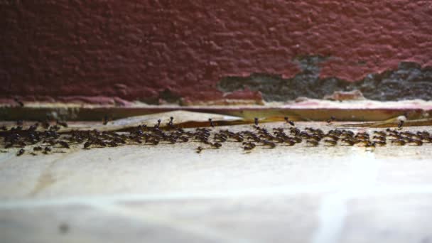 Siyah Karınca Ordusu Çok Yürümek Satırda Çimento Katta — Stok video