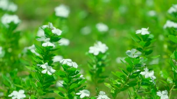 周りのすべての緑の葉の背景に小さな白い花 — ストック動画