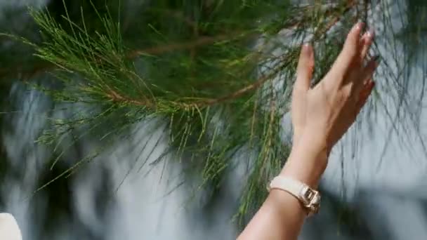 Asian Kobieta Ręka Było Dotykając Pine Leaf Był Zrelaksowany Naturze — Wideo stockowe
