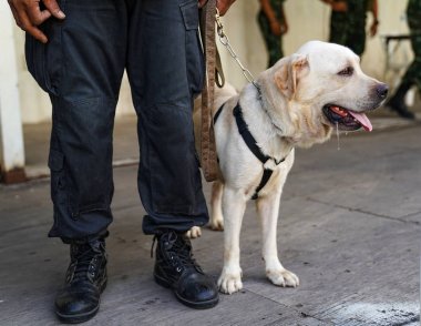 polis köpeği görevde, olayda bomba bulma.