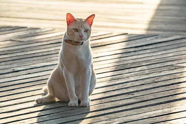 Pozlama ışık b ile ahşap zemin üzerinde yatan şişman erkek Asya kedi — Stok fotoğraf