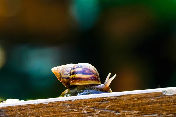 Close up little brown snail is slowly moving on the wooden plate — Stock Photo, Image
