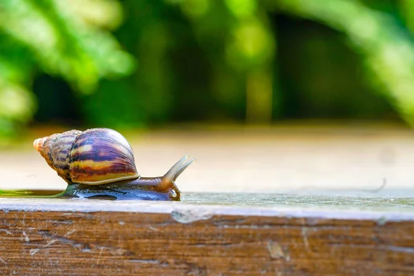 Menutup siput cokelat kecil perlahan bergerak di atas piring kayu — Stok Foto