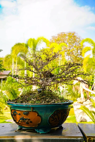 Bonzai drzewo na drewnianym stole w ogrodzie. — Zdjęcie stockowe