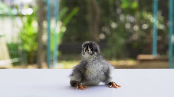 Negro Bebé Australorp Chick Sentarse Tela Blanca Cubrir Mesa Con — Vídeo de stock