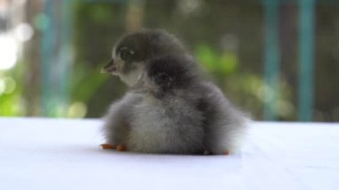 Siyah bebek Australorp pilici beyaz kumaş üzerinde uyuyacak. Masayı çok bulanık bir arka planla örtecek..