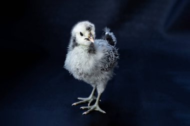 Genç Beyaz - Gri Appenzeller Civcivi (İsviçre 'nin Appenzell bölgesinden gelen bir tavuk türü), mavi renkli koyu arkaplan kumaşının üzerinde tek başına duruyor..