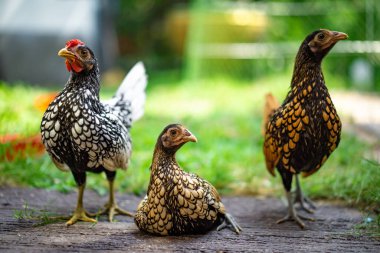 Üç Sebright Chicken akıllı direği açık hava arka bahçesinin ahşap zemininde öğleden sonra.