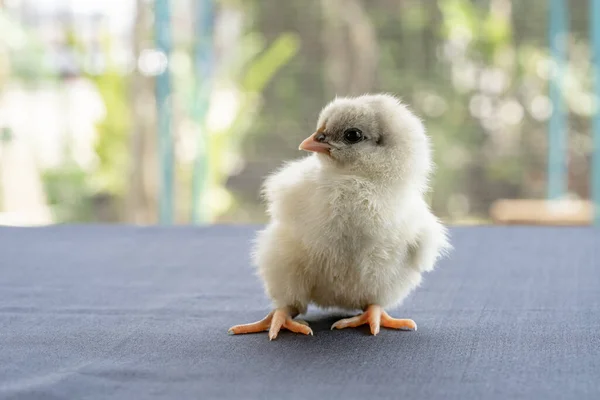 Λευκό Μωρό Australorp Chick Στέκεται Λευκό Πανί Καλύπτουν Τραπέζι Bokeh — Φωτογραφία Αρχείου